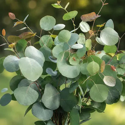 EUKALYPTUS