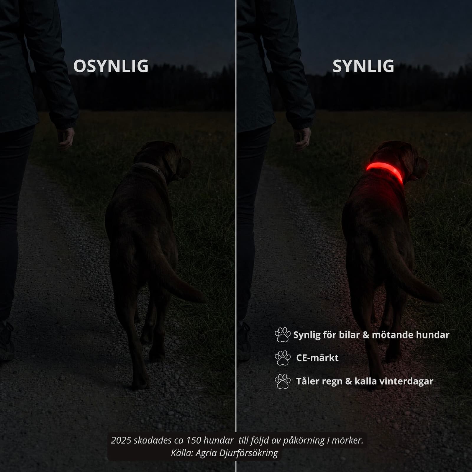 LED-halsband • Tryggare i mörkret