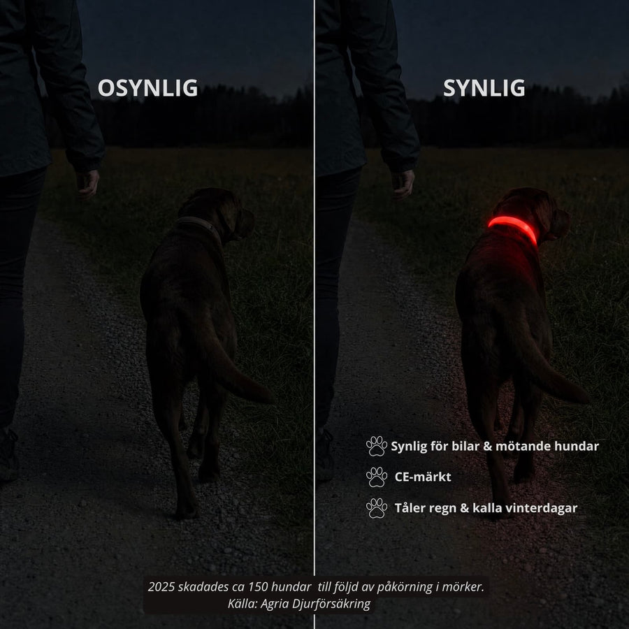 LED-Halsband